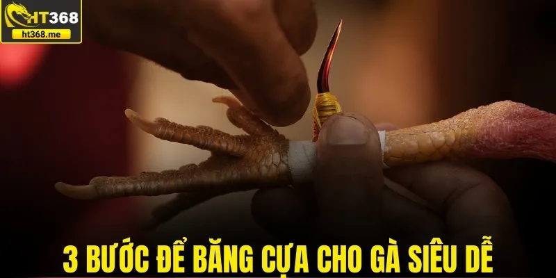 3 bước để băng cựa cho gà đá dễ hiểu