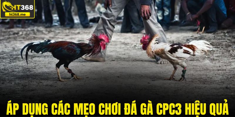 Áp dụng các mẹo chơi đá gà CPC3 hiệu quả