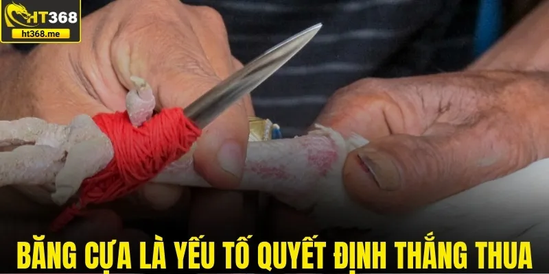 Băng cựa gà đá là yếu tố quyết định thắng bại