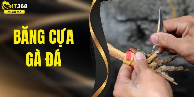 Băng Cựa Gà Đá Chuẩn Sư Kê | Tuyệt Chiêu Thắng Mọi Trận Đấu