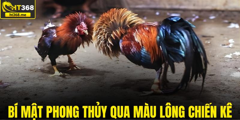 Bí mật phong thủy qua màu lông chiến kê