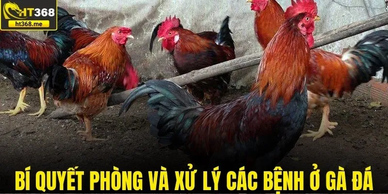 Bí quyết phòng và xử lý bệnh ở gà đá