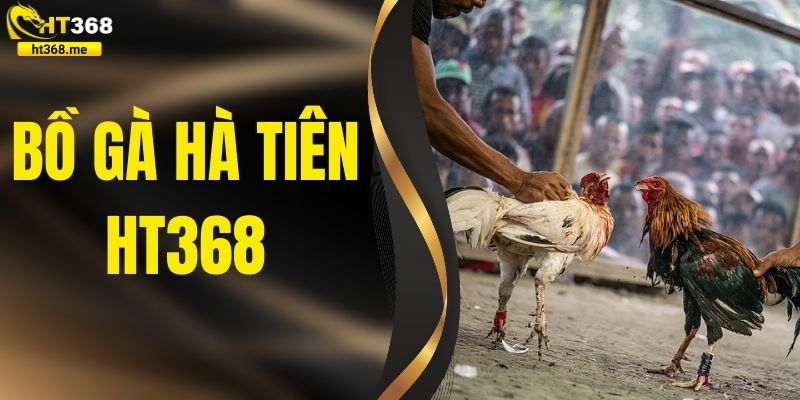 Bồ Gà Hà Tiên HT368 – Điểm Giao Lưu Gà Chọi Cực Kỳ Nổi Tiếng
