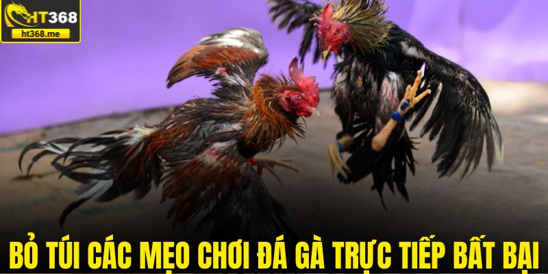 Bỏ túi các mẹo chơi đá gà trực tiếp bất bại