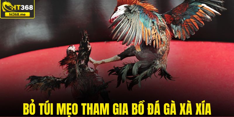 Bỏ túi mẹo tham gia bồ đá gà Xà Xía
