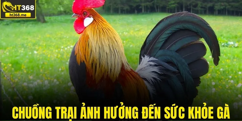 Chuồng trại chuẩn giúp gà đá khỏe mạnh