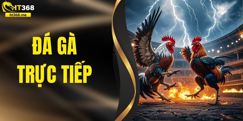 Đá Gà Trực Tiếp – Nơi Diễn Ra Những Trận Đấu Kê Kịch Tính