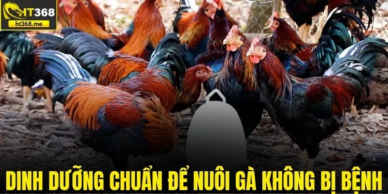 Dinh dưỡng chuẩn để nuôi gà đá không bị bệnh