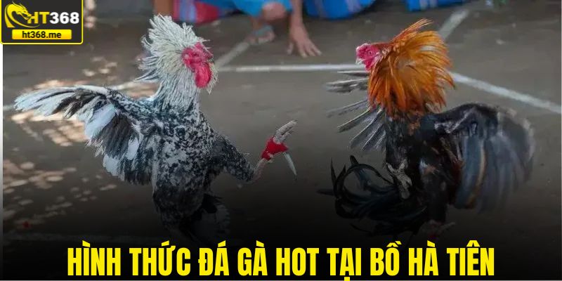 Hình thức đá gà HOT tại bồ Hà Tiên