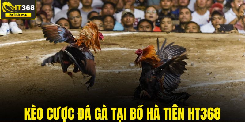 Kèo cược đá gà tại bồ Hà Tiên HT368