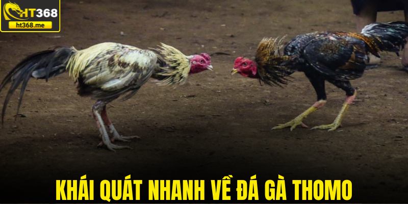 Khái quát nhanh về đá gà thomo