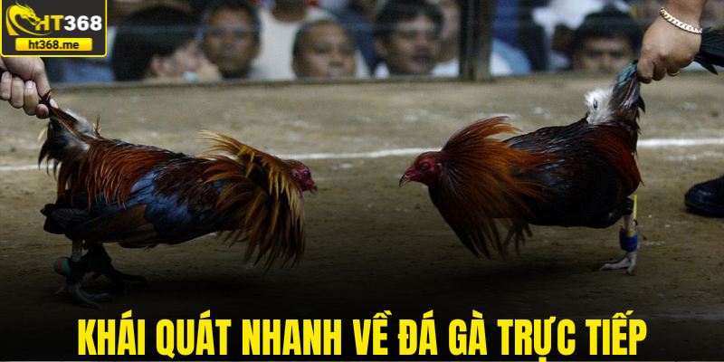 Khái quát nhanh về đá gà trực tiếp