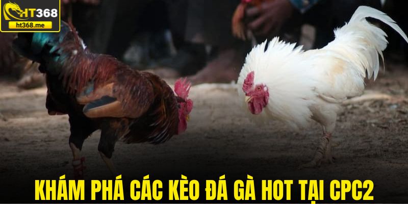 Khám phá các kèo đá gà HOT tại CPC2