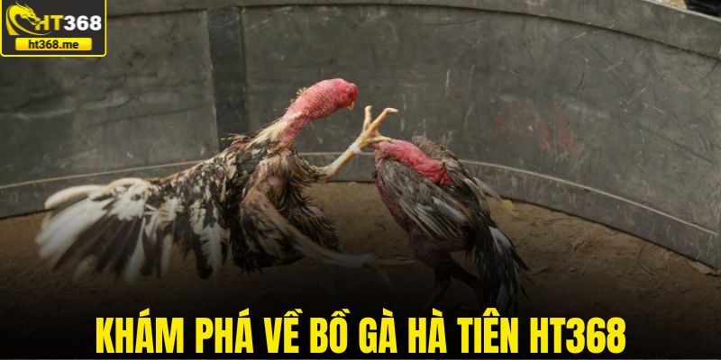 Khám phá về bồ gà Hà Tiên HT368