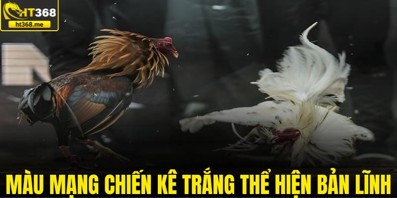 Màu mạng chiến kê trắng thể hiện bản lĩnh phản công