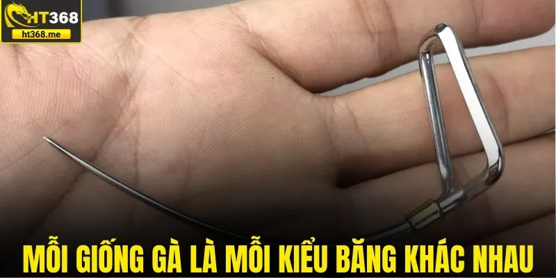 Mỗi dòng gà là mỗi kiểu băng khác nhau