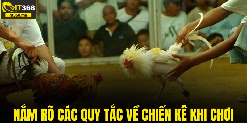 Nắm rõ các quy tắc về chiến kê khi chơi đá gà thomo
