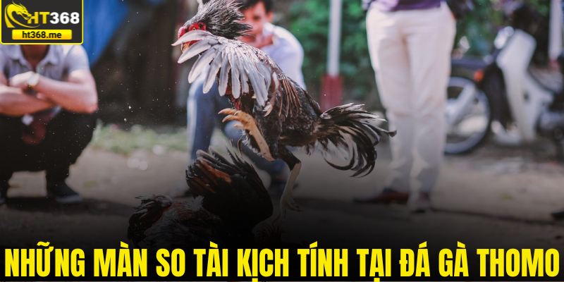 Những màn so tài kịch tính tại đá gà Thomo