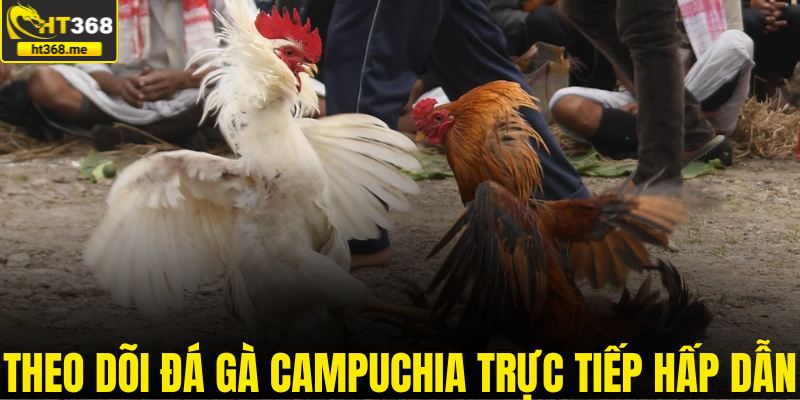 Theo dõi đá gà Campuchia trực tiếp hấp dẫn