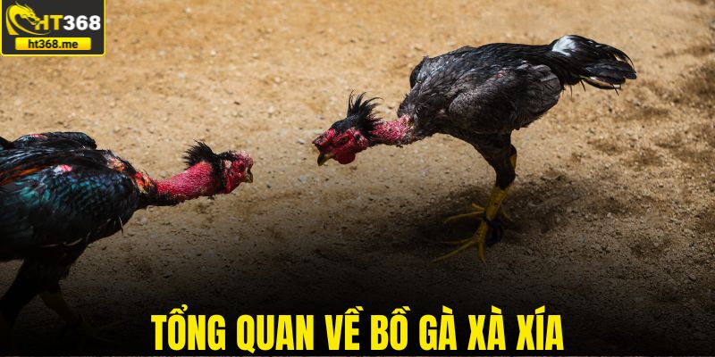 Tổng quan về bồ gà Xà Xía