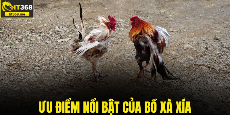 Ưu điểm nổi bật của bồ Xà Xía