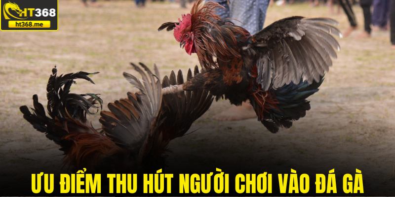 Ưu điểm thu hút người chơi vào đá gà thomo tại HT368