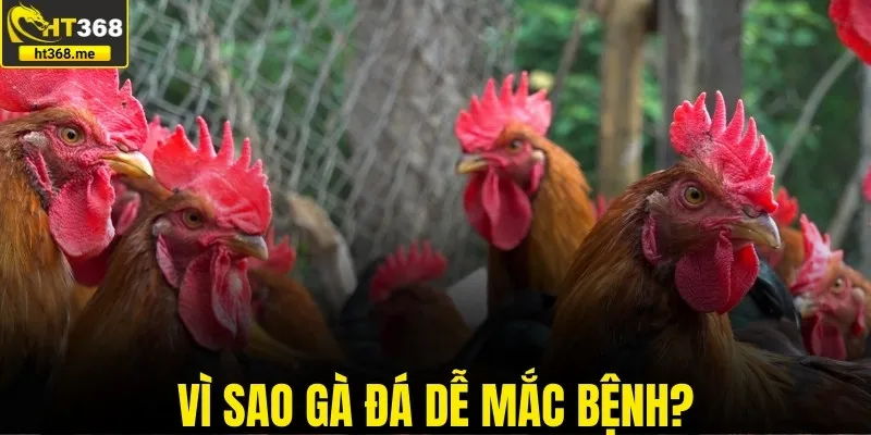 Vì sao gà đá dễ mắc bệnh? Cách phòng tránh hiệu quả